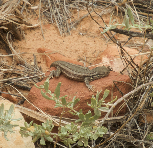Common Sagebrush Lizard
