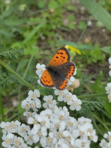 Small Copper