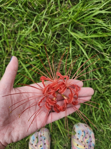 red spider lily