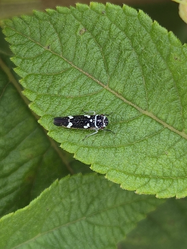 Macugonalia leucomelas