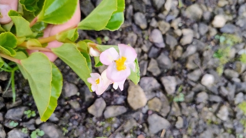 Wax begonia