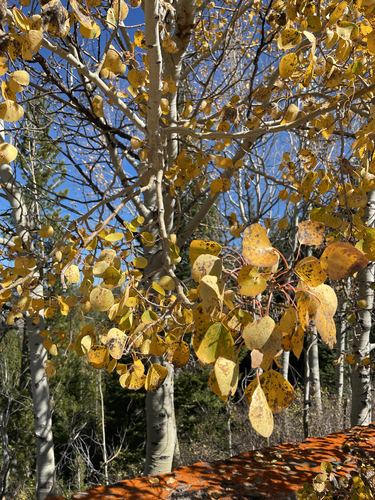 quaking aspen