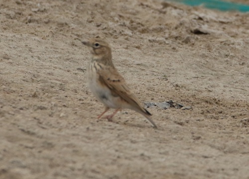 Mediterranean Short-toed Lark