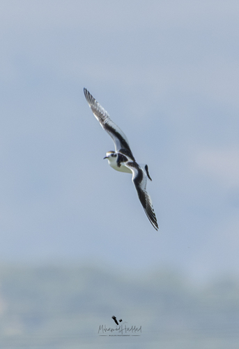 Little Gull