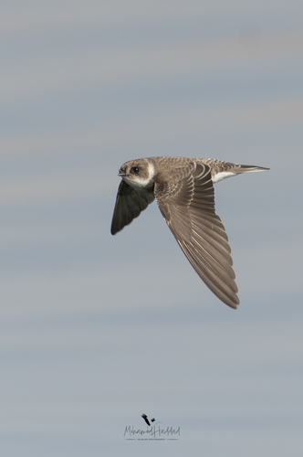 Bank Swallow