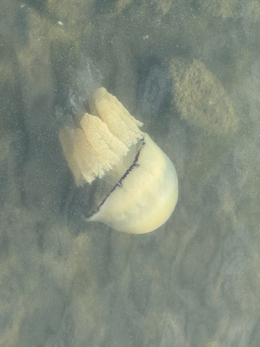 Dustbin-lid Jelly
