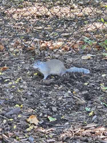 Poliocitellus franklinii observed by jess_brey