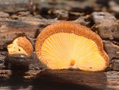 Saffron Crep