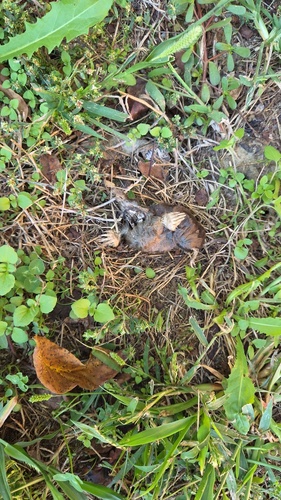 European Mole