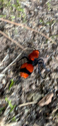 Common Eastern Velvet Ant