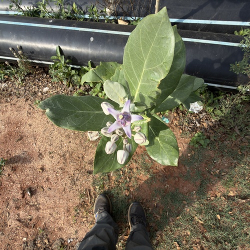 crown flower
