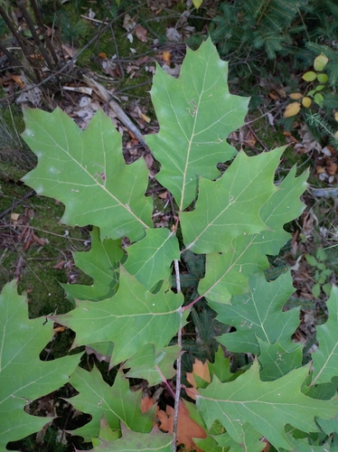 northern red oak