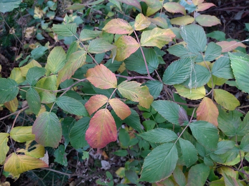 red raspberry