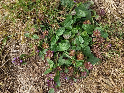 common selfheal