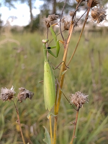European Mantis