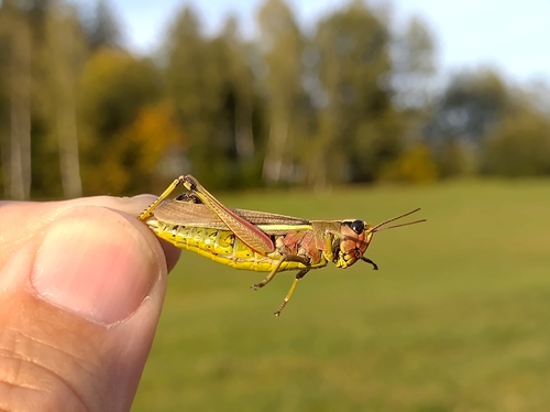 Large Marsh Grasshopper
