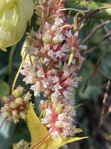 Greater Dodder