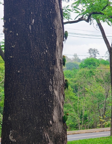 Golden-capped Parakeet
