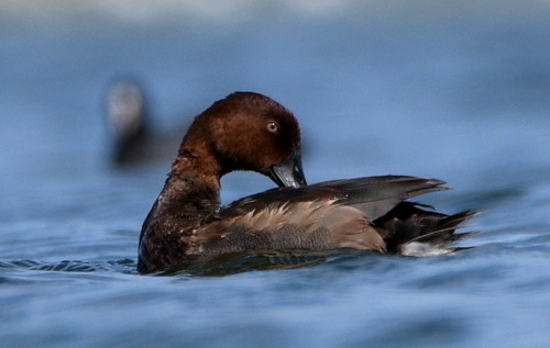 Ferruginous Duck