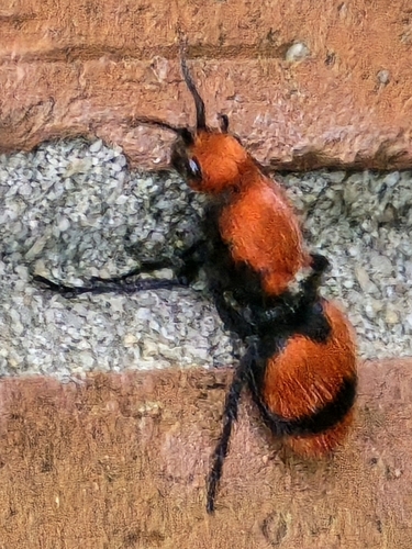 Common Eastern Velvet Ant