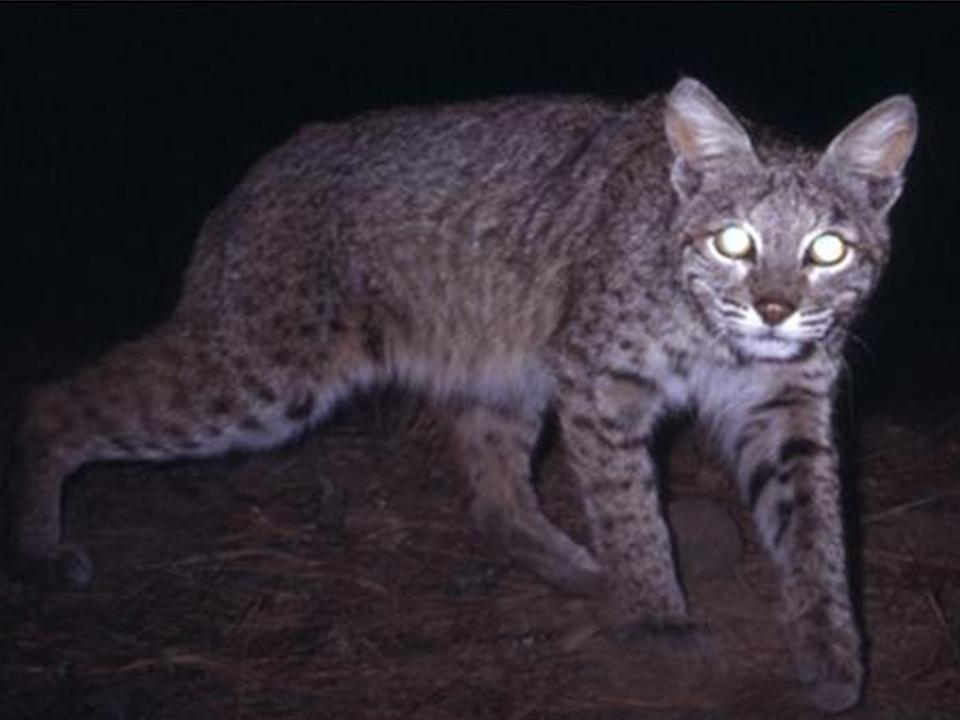 Bobcat (Animal Tracks and Signs by Beartracker Wildlife Tracking) ·  iNaturalist