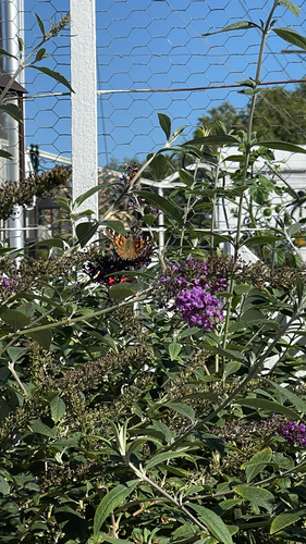 Painted Lady