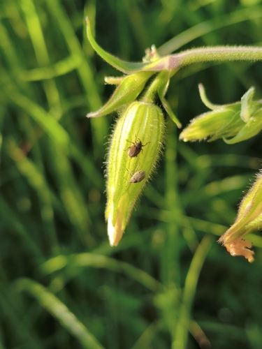 Sibinia pellucens