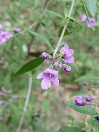 Prostanthera cineolifera