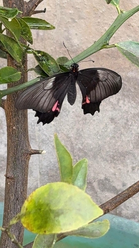 Ruby-spotted Swallowtail