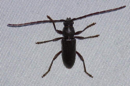 Anelaphus moestus