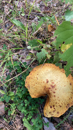 Chicken Fat Mushroom