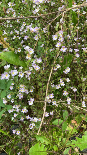 Common Eyebright