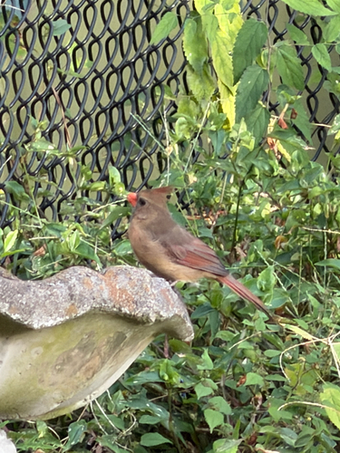 Northern Cardinal