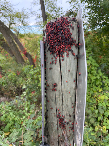 Eastern Boxelder Bug