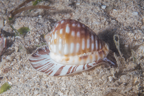 Malea pomum (Linnaeus, 1758)