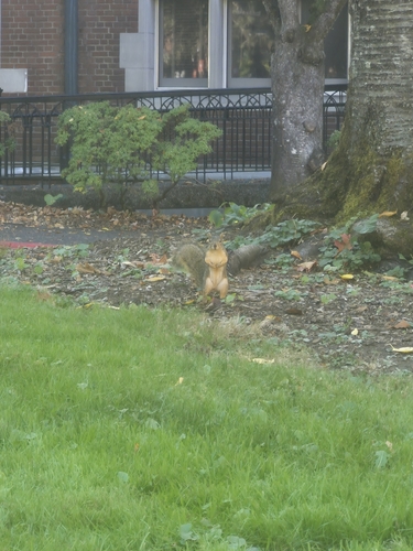 Eastern Fox Squirrel