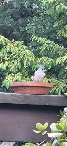 Tufted Titmouse
