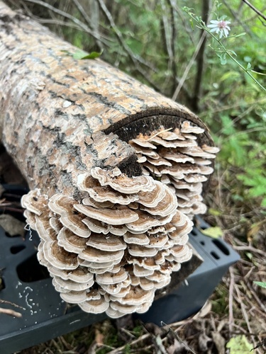 Turkey-tails and allies