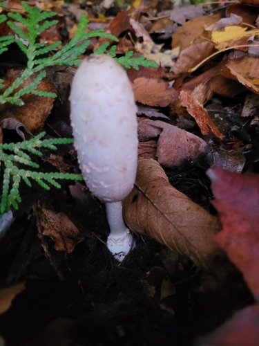 Shaggy Mane