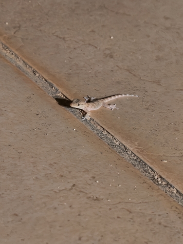 Moorish Gecko