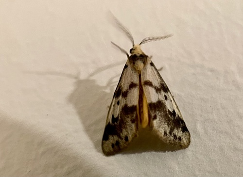 Clouded Footman