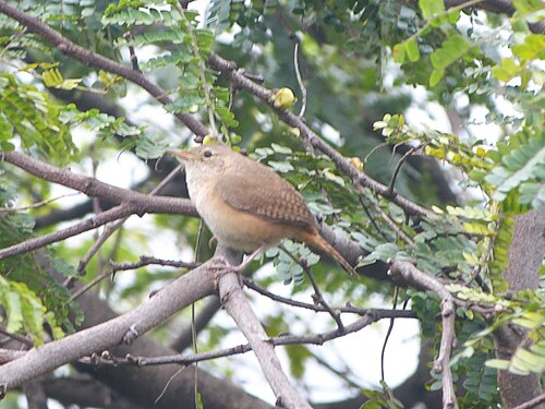 Southern House Wren