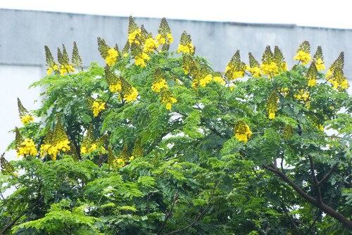 Cenostigma pluviosum