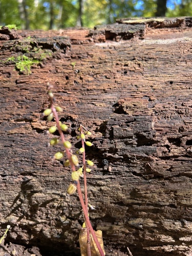 autumn coralroot