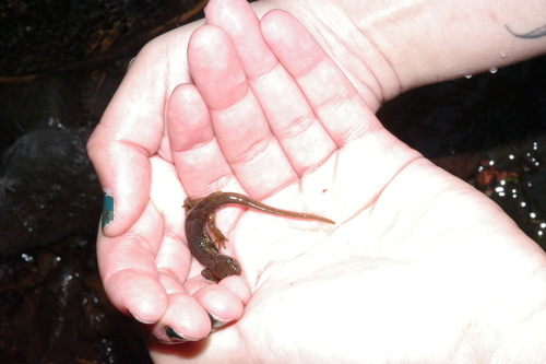 Cascade Torrent Salamander