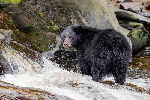 American Black Bear