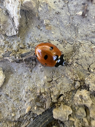Seven-spotted Lady Beetle