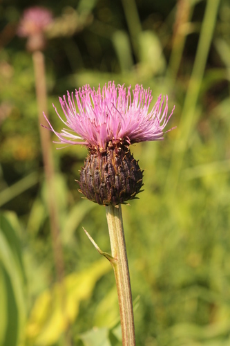 Cirsium helenioides