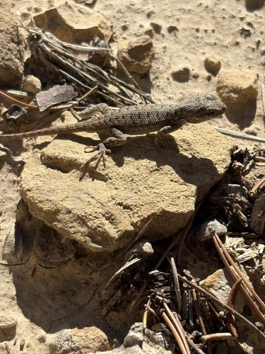 Plateau Fence Lizard