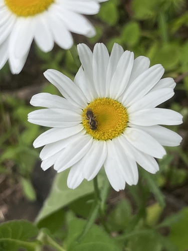 Lasioglossum pectorale